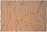 Стекло узорчатое Иней iney bronz